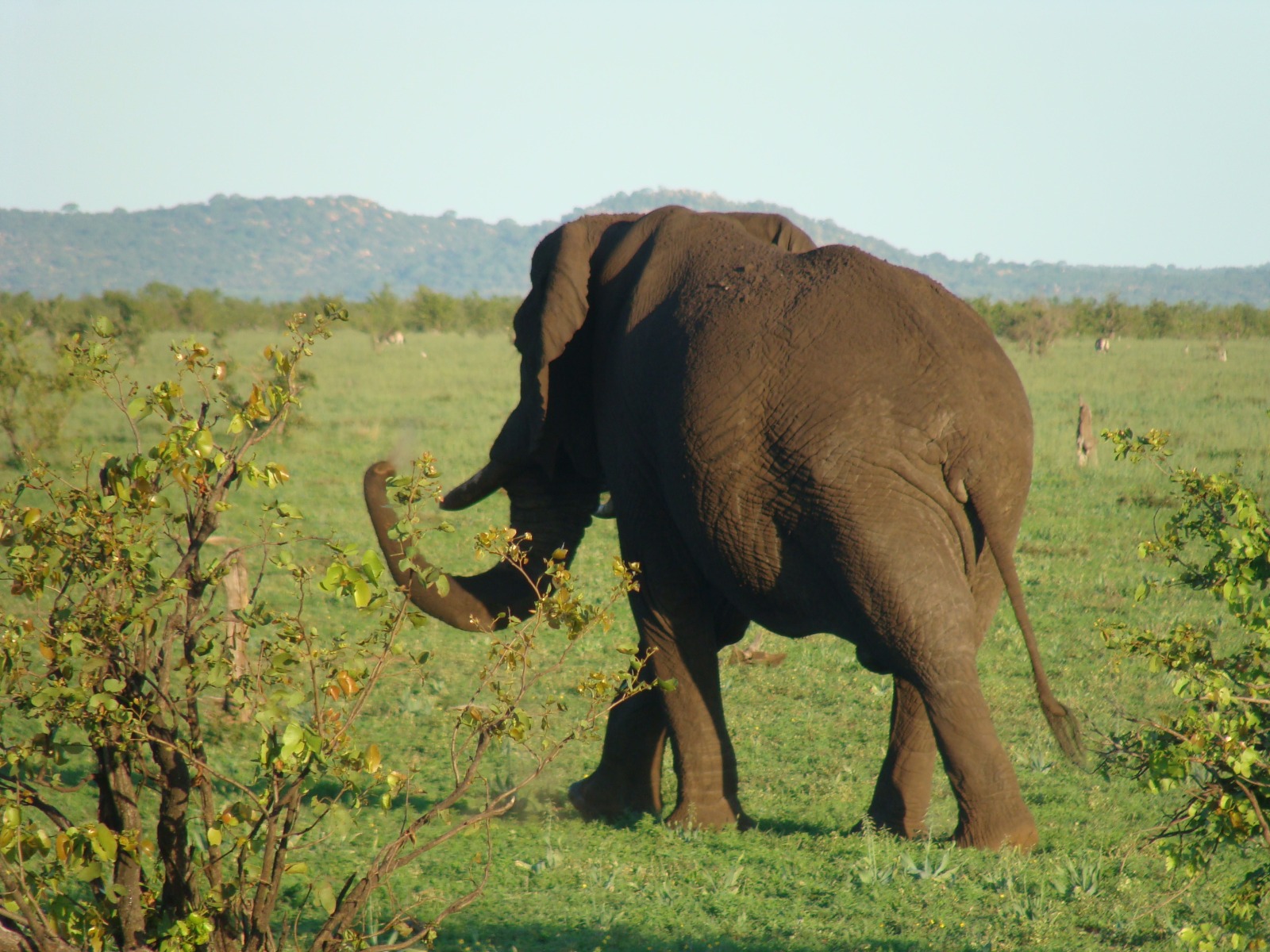 African Elephant