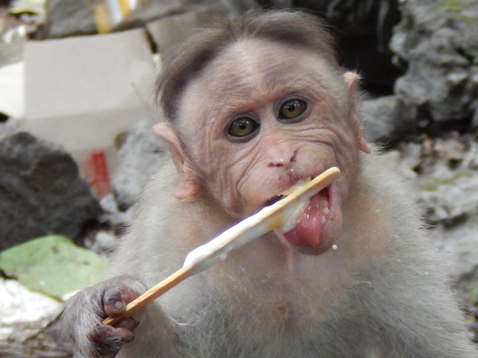 Bonnet Macaque