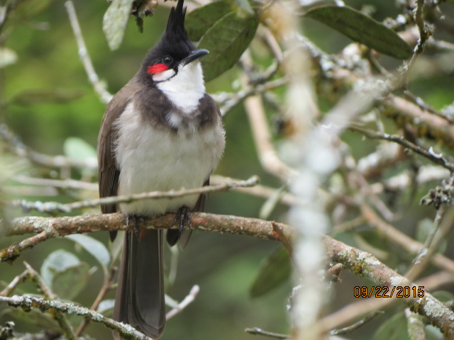 Red-whiskered Bulbul