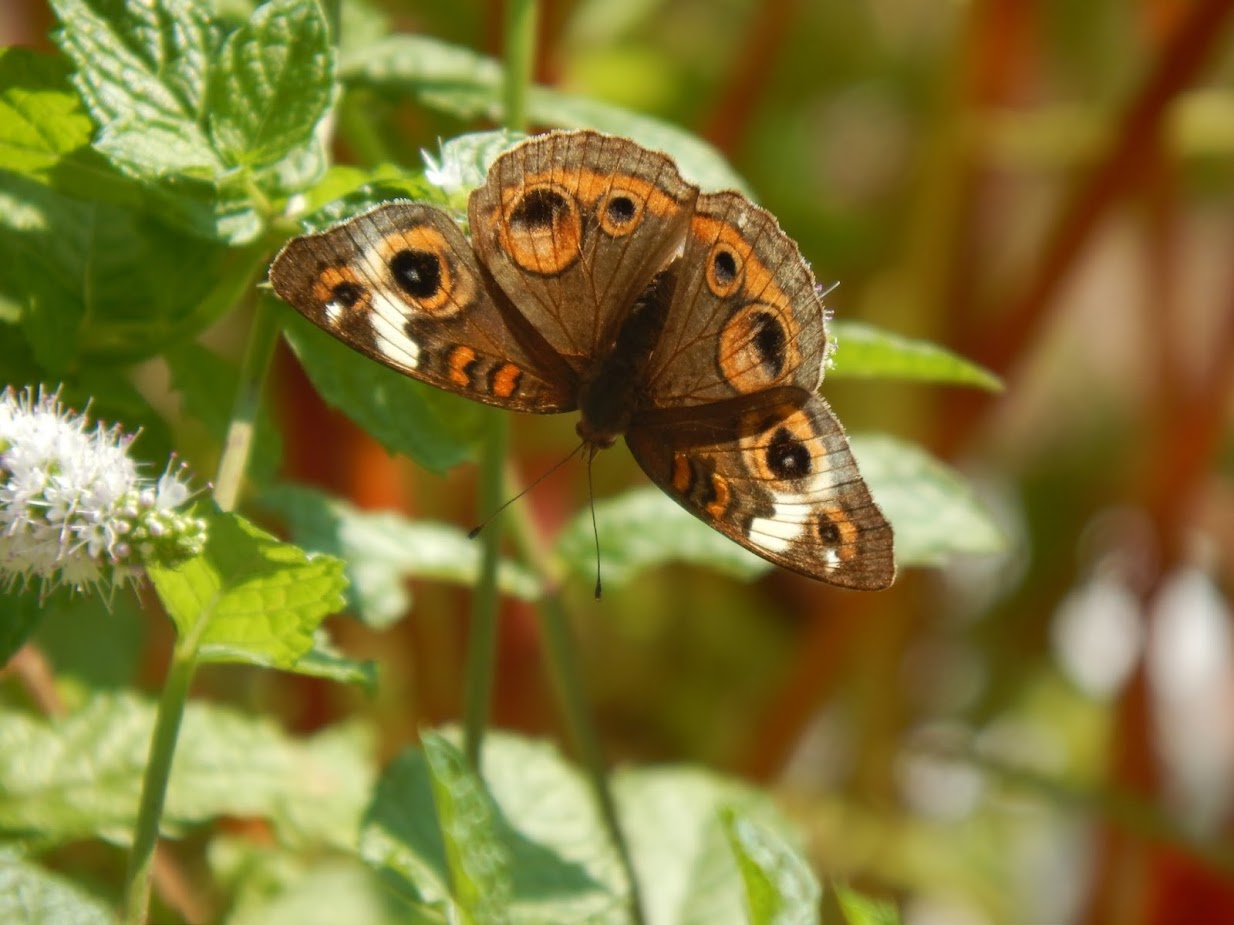 Common Buckeye