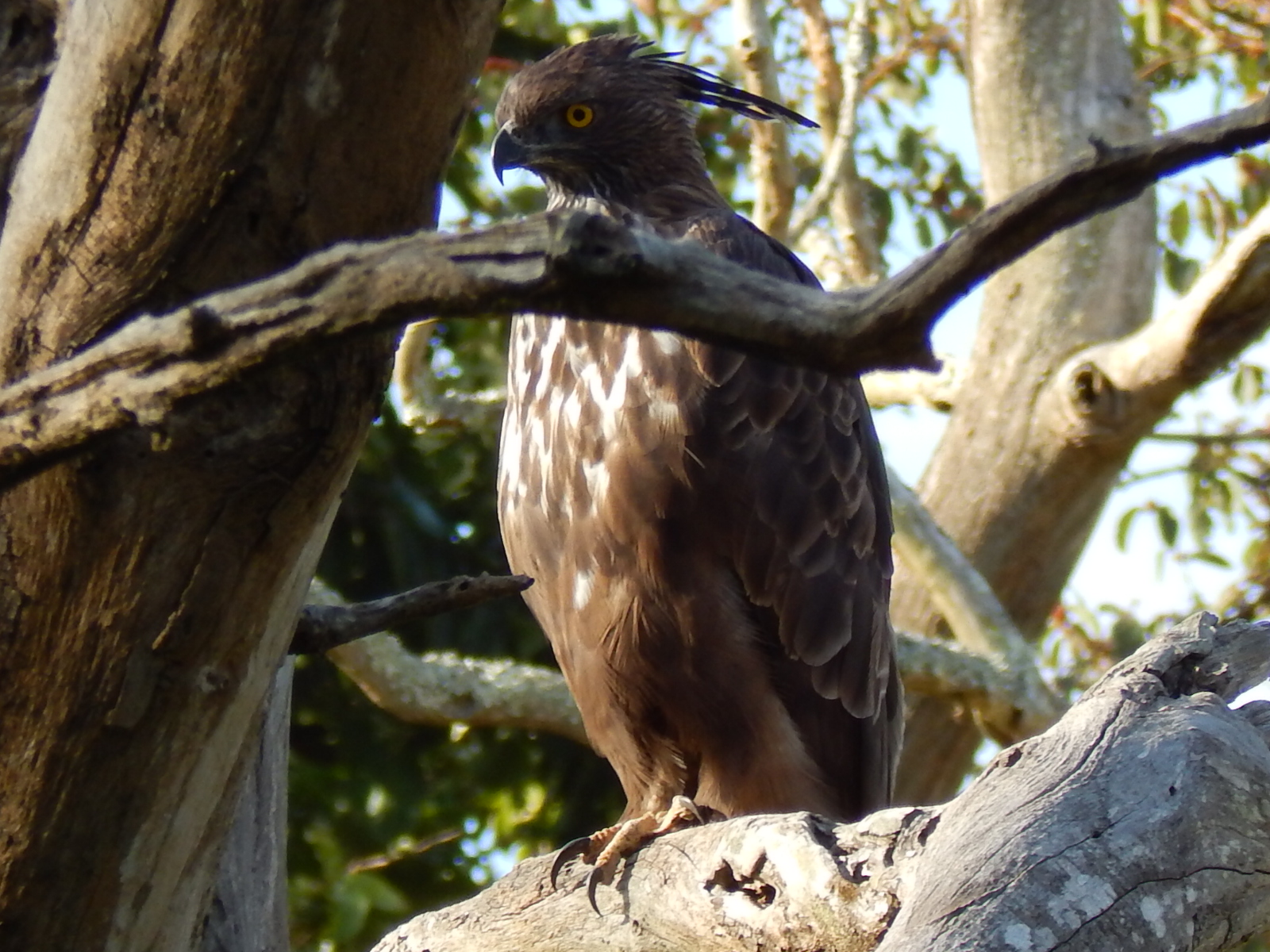 Changeable Hawk-Eagle