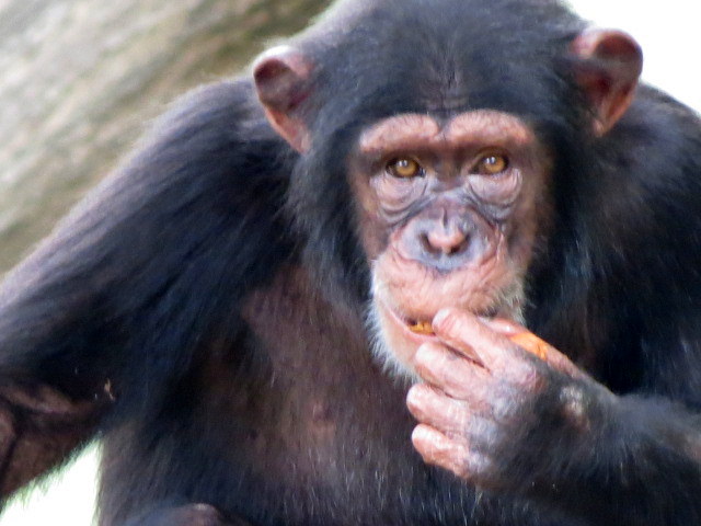 Chimpanzee