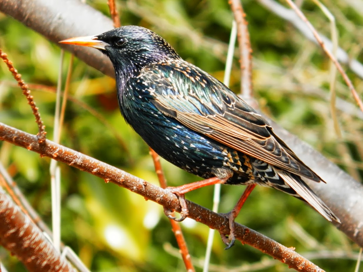 European Starling