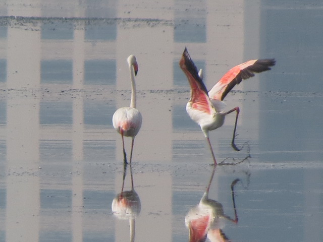 Greater Flamingos
