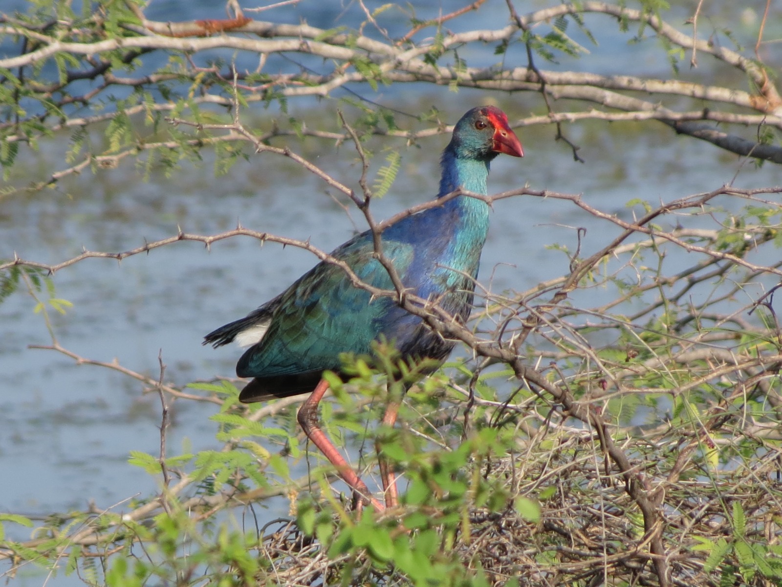 Grey-headed Swamphen