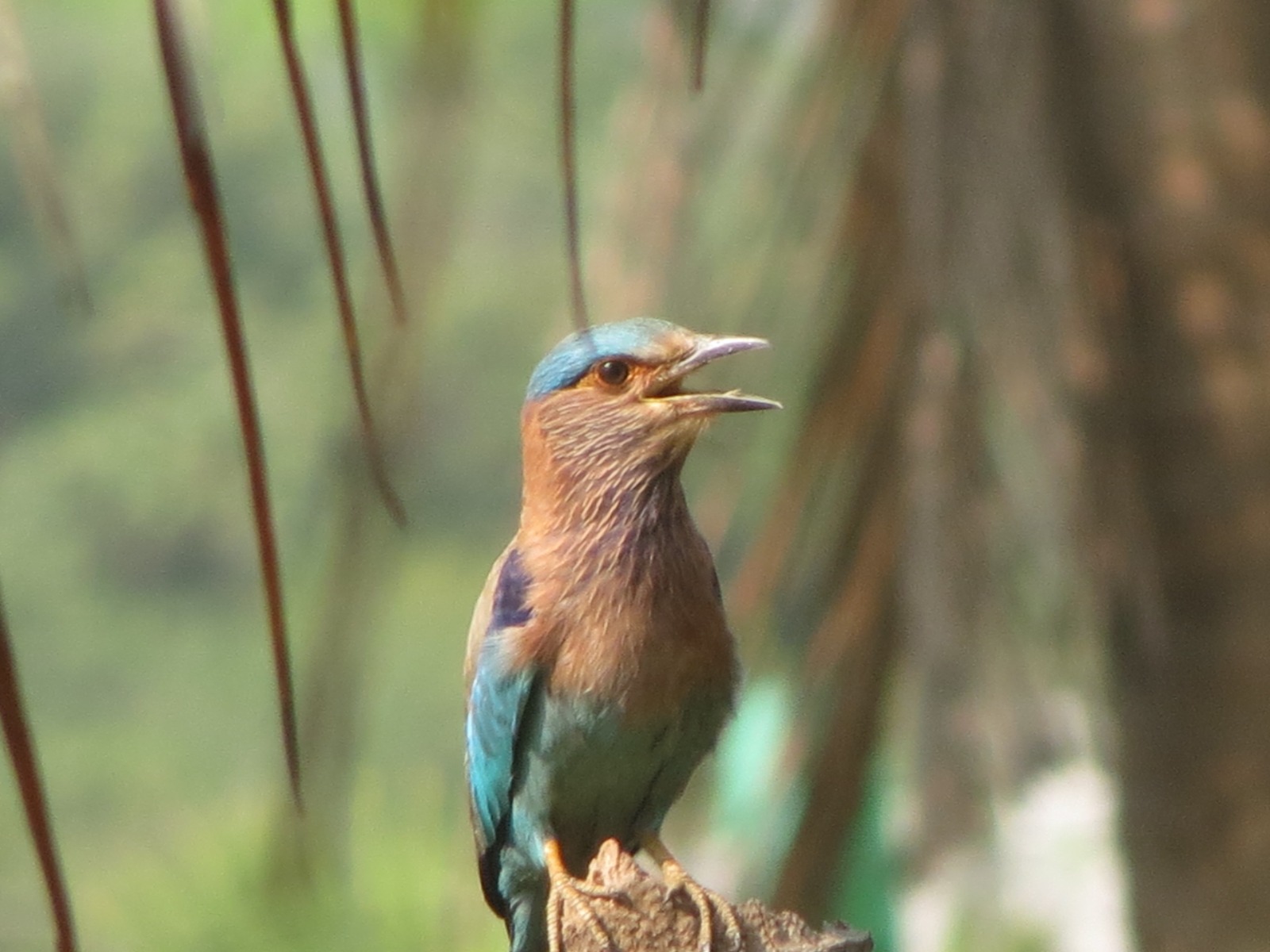 Indian Roller Calling