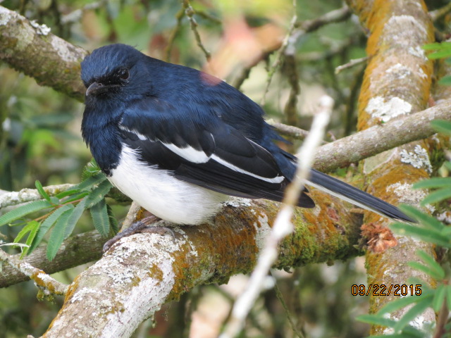 Oriental Magpie-Robin