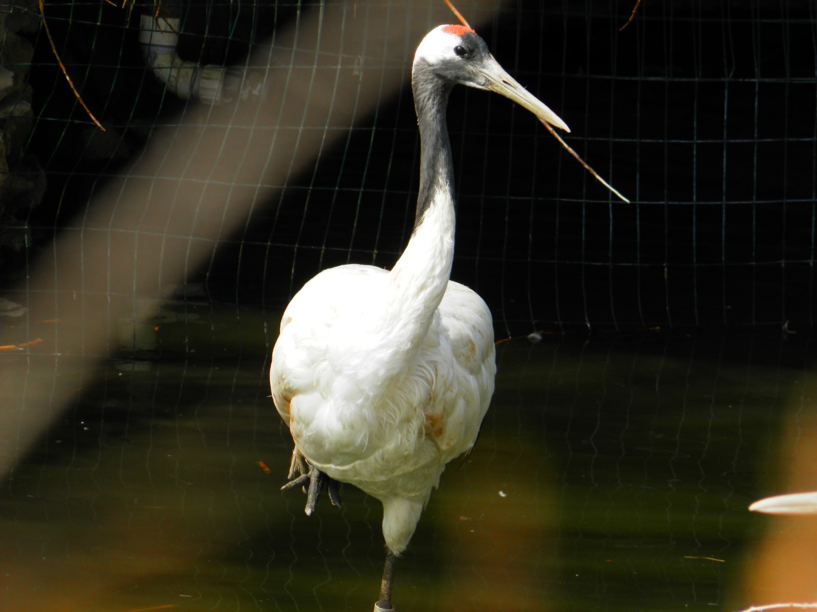Red-crowned Crane