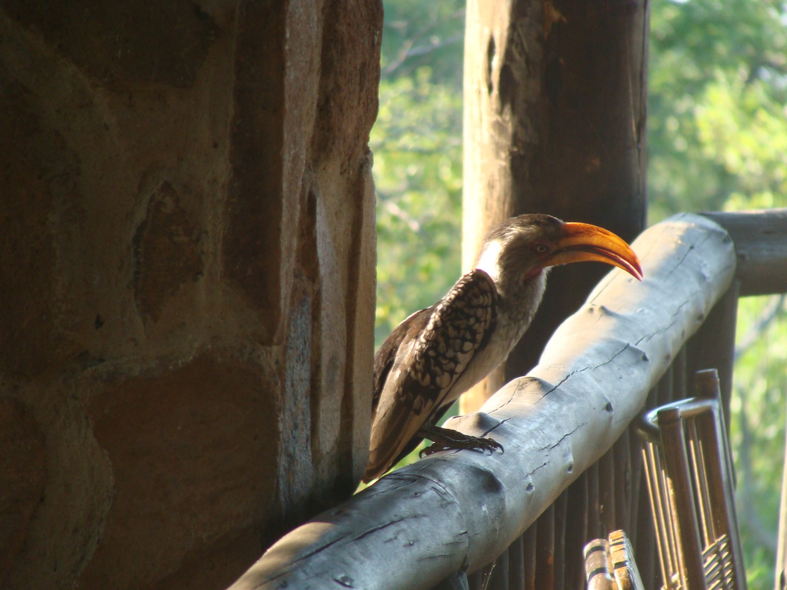 Southern Yellow-billed Hornbill