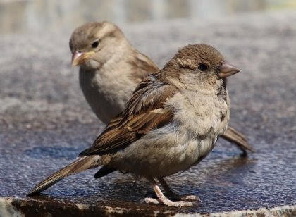 House Sparrows