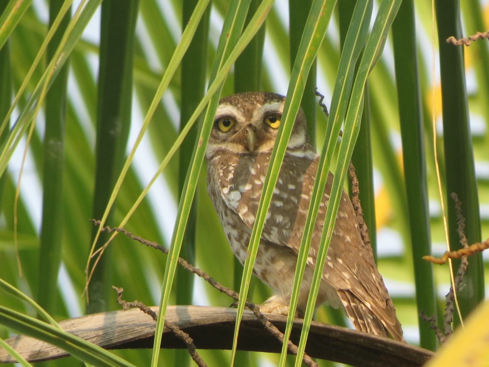Spotted Owlet
